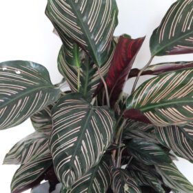 Calathea Ornata Pinstripe Live Indoor Plant Air Purifying Prayer Plant in Pot