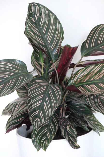 Calathea Ornata Pinstripe Live Indoor Plant Air Purifying Prayer Plant in Pot
