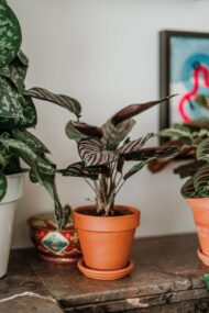 Calathea Ornata Pinstripe Live Indoor Plant Air Purifying Prayer Plant in Pot - Image 2