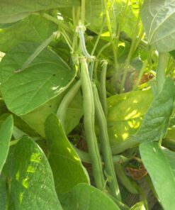 Pole Bean Seeds 20 Seeds