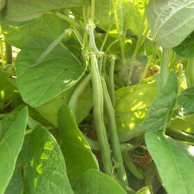 Pole Bean Seeds 20 Seeds