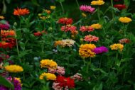Zinnia Mixed Colour Flower Seed - 50 Seeds Pack