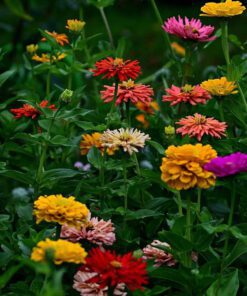 Zinnia Mixed Colour Flower Seed - 50 Seeds Pack