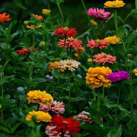 Zinnia Mixed Colour Flower Seed - 50 Seeds Pack