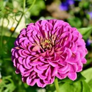 Zinnia Mixed Colour Flower Seed - 50 Seeds Pack - Image 3