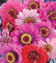 Zinnia Mixed Colour Flower Seed - 50 Seeds Pack - Image 8