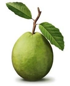 Tropical Guava Fruit Tree Seeds 10 Seeds