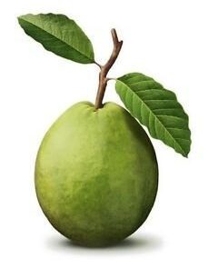 Tropical Guava Fruit Tree Seeds 10 Seeds