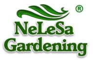 Parsley Seed, Chervil, Gourmet Parsley, Anthriscus, Herb Seed - Pack of 100 Seeds - Image 2
