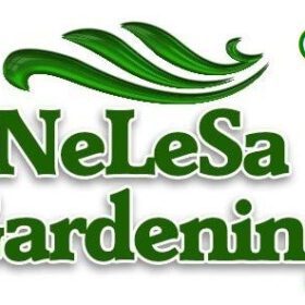 Parsley Seed, Chervil, Gourmet Parsley, Anthriscus, Herb Seed - Pack of 100 Seeds - Image 2