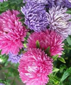 Aster Giants Of California Seeds 20 Seeds