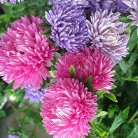 Aster Giants Of California Seeds 20 Seeds