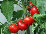 Large Red Tomato Seeds 100 seeds - Image 2