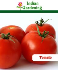 Large Red Tomato Seeds 100 seeds - Image 5