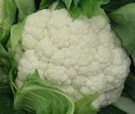 Cauliflower Vegetable Seed - 40 Seeds