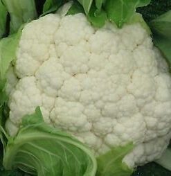 Cauliflower Vegetable Seed - 40 Seeds