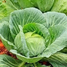 Cabbage Seed, Bandha Gobi Seed, Vegetable Seed - Pack of 30 Seeds