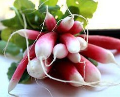 Radish Pink White Long Hybrid Vegetable Seeds 50 Seeds