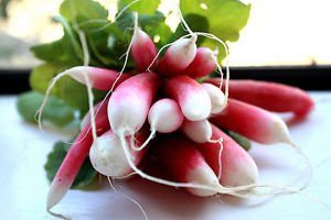 Radish Pink White Long Hybrid Vegetable Seeds 50 Seeds