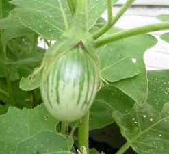 Brinjal Green Oval Eggplant Seed - 50 Seeds pack