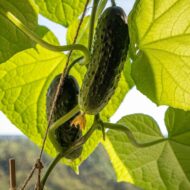 Cucumber Kakdi Seeds 50 Seeds - Image 3