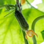 Cucumber Kakdi Seeds 50 Seeds - Image 4