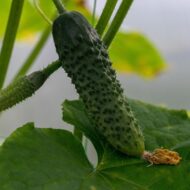 Cucumber Kakdi Seeds 50 Seeds - Image 5