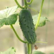 Cucumber Kakdi Seeds 50 Seeds - Image 6