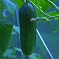 Cucumber Kakdi Seeds 50 Seeds - Image 8
