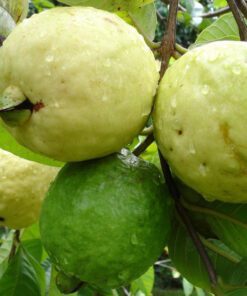 Green Guava Seeds 20 Seeds