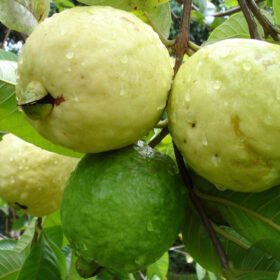 Green Guava Seeds 20 Seeds