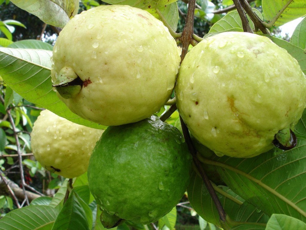 Green Guava Seeds 20 Seeds