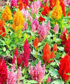 Celosia, Cockscomb, Woolflower, Mix Colour Flower Seed - 40 Seeds