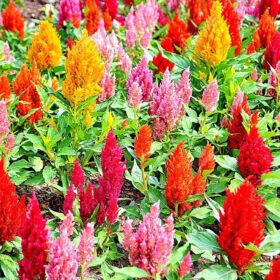 Celosia, Cockscomb, Woolflower, Mix Colour Flower Seed - 40 Seeds