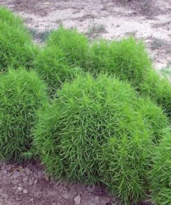 Kochia Scoparia Seed - 50 Seeds Pack