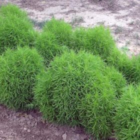Kochia Scoparia Seed - 50 Seeds Pack