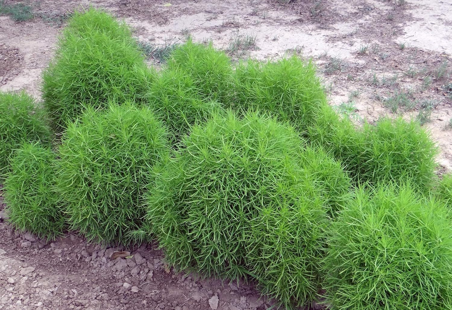 Kochia Scoparia Seed - 50 Seeds Pack