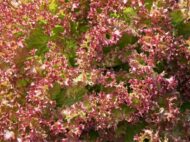Red Lettuce Seeds - Lactuca sativa Vegetable Seeds