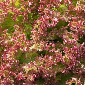 Red Lettuce Seeds - Lactuca sativa Vegetable Seeds