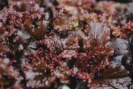 Red Lettuce Seeds - Lactuca sativa Vegetable Seeds - Image 3