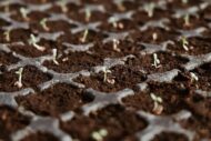 Red Lettuce Seeds - Lactuca sativa Vegetable Seeds - Image 4