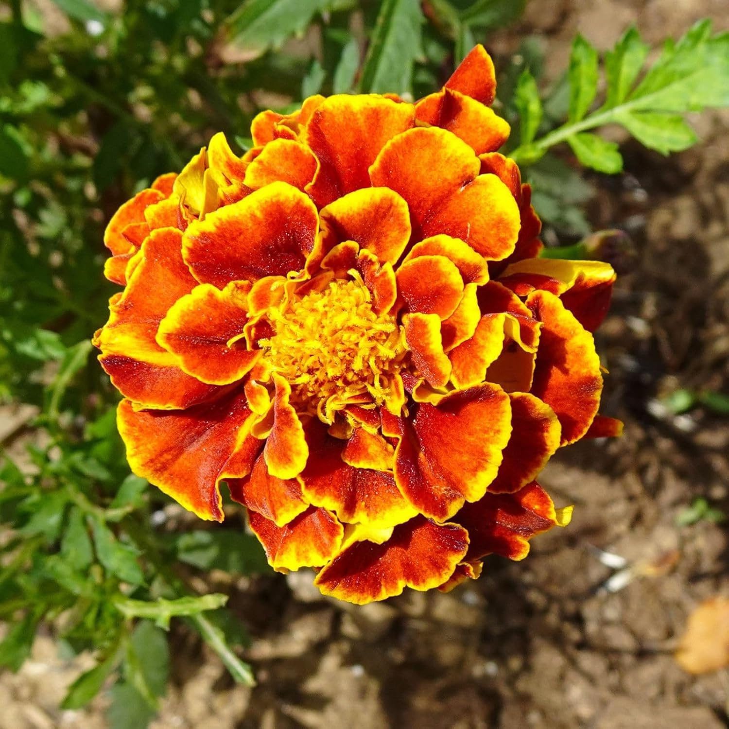 French Marigold Flower Seed - 25 Seeds Pack