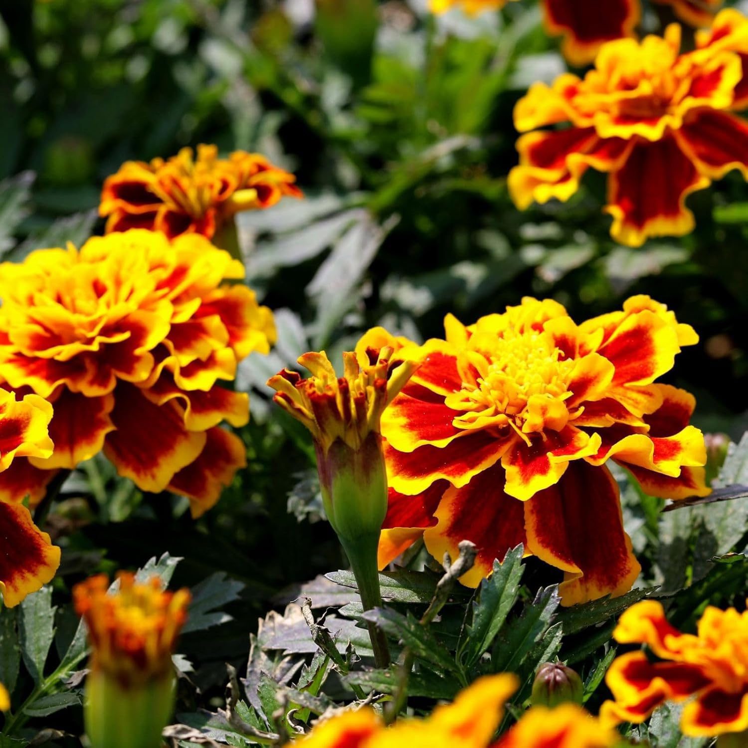 French Marigold Flower Seed - 25 Seeds Pack - Image 2