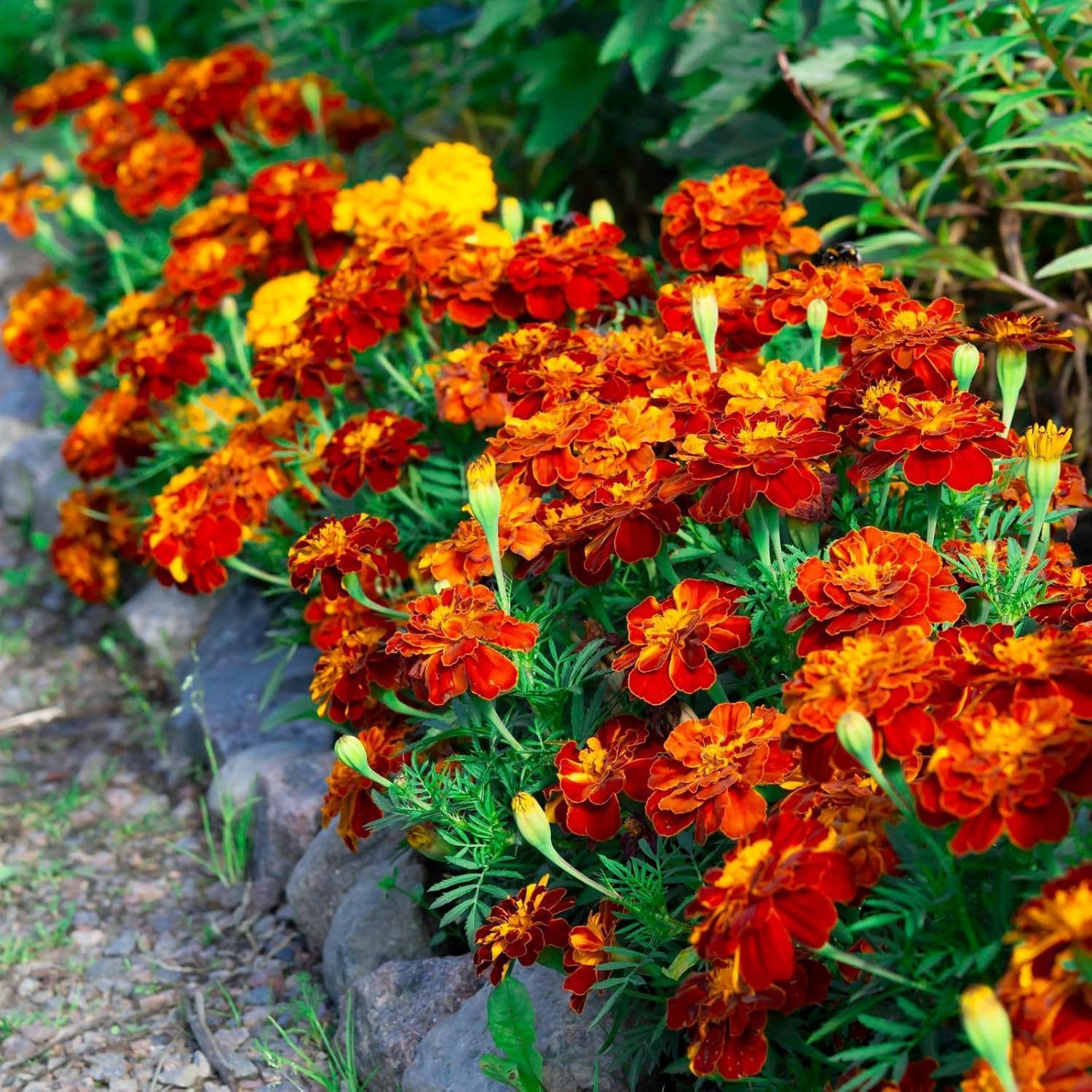 French Marigold Flower Seed - 25 Seeds Pack - Image 5