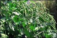 Black Eyed Pea Seeds - 25 Seeds Pack for Home Gardening, High Yield Non-GMO Organic Seeds, Ideal for Kitchen Gardening, Easy to Grow, Perfect for Indoor & Outdoor Gardeners