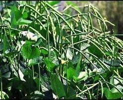 Black Eyed Pea Seeds - 25 Seeds Pack for Home Gardening, High Yield Non-GMO Organic Seeds, Ideal for Kitchen Gardening, Easy to Grow, Perfect for Indoor & Outdoor Gardeners