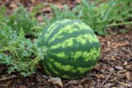 Nelesa Gardenng Crimson Sweet Watermelon Seeds 10 seeds - Image 3