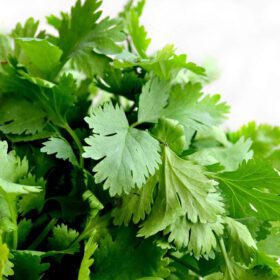 Coriander Seed, Cilantro, Chinese Parsley, Dhania Seed - Pack of 100 Seeds
