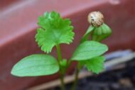 Coriander Seed, Cilantro, Chinese Parsley, Dhania Seed - Pack of 100 Seeds - Image 2