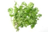 Coriander Seed, Cilantro, Chinese Parsley, Dhania Seed - Pack of 100 Seeds - Image 3